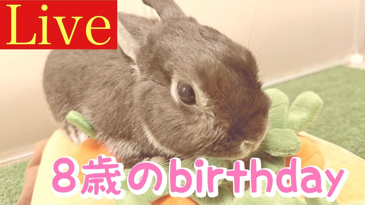 とんすけ君の誕生日配信❤️部屋んぽLIVE配信✨　㊗️８歳㊗️