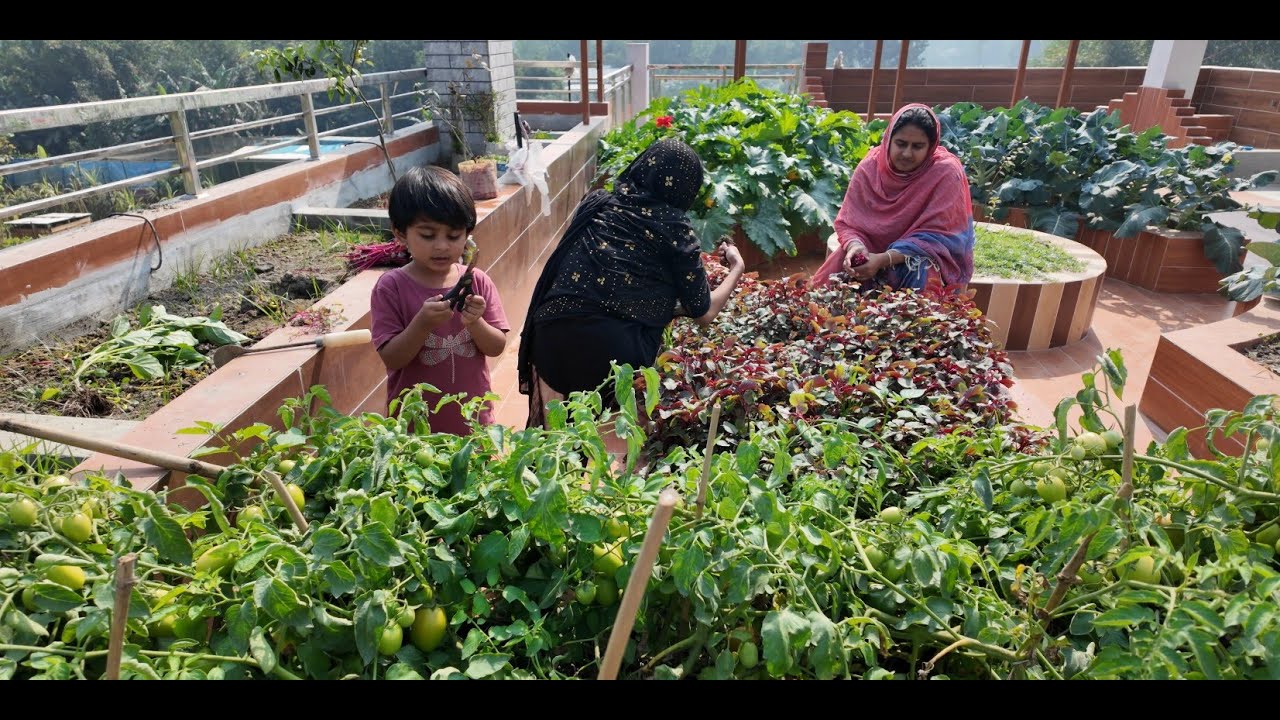 ছাদ বাগান থেকে আজকে কি কি সবজি পেলাম | Doyel Agro