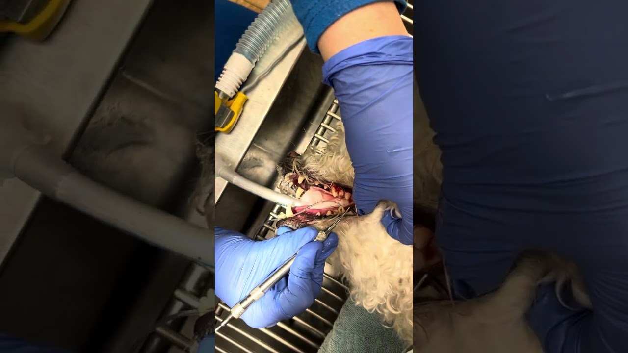 Skill 14 Dental COHAT attempt 2