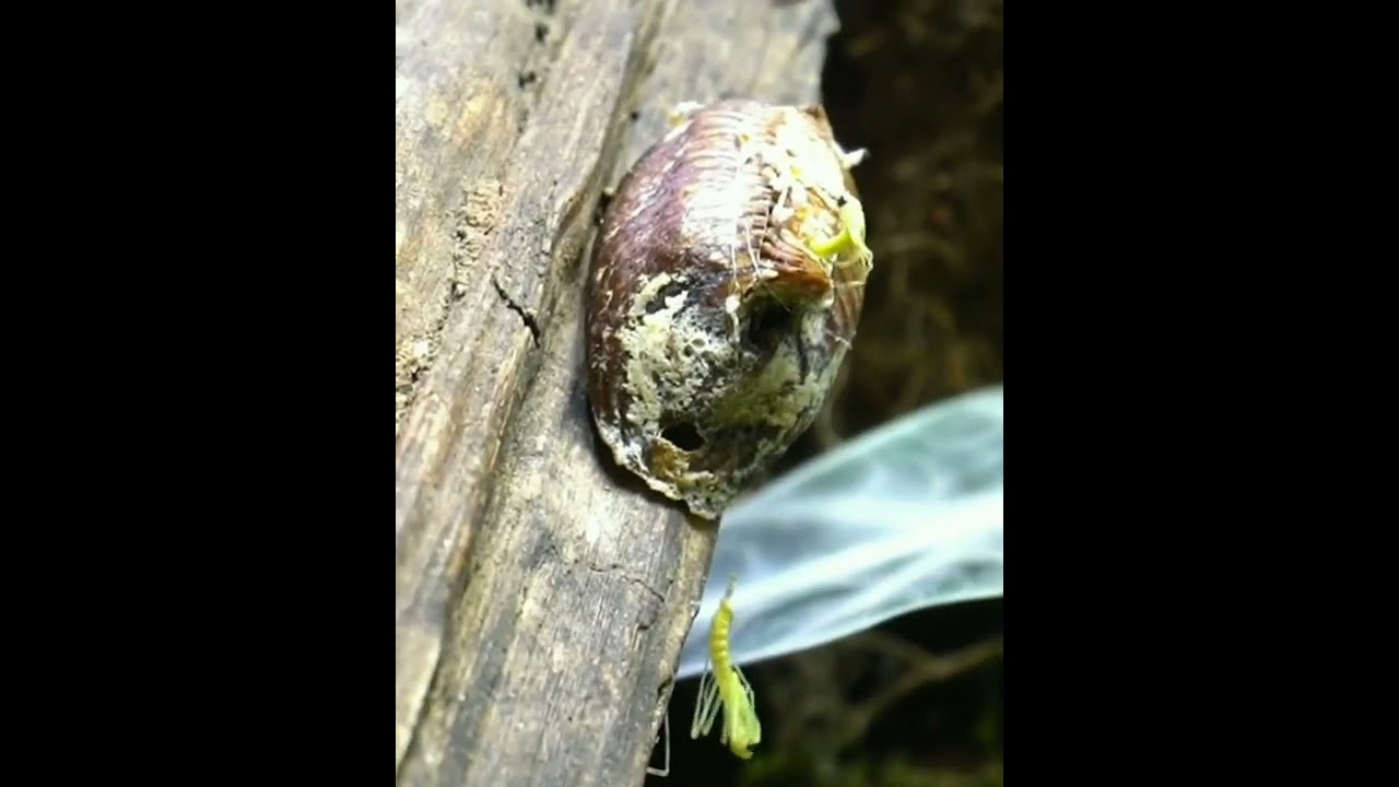 Praying Mantis Eggs Hatch
