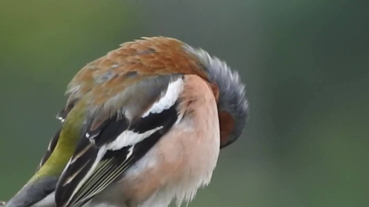 chaffinch sings. Buchfink singt. Germany / Eifel bei Dohr