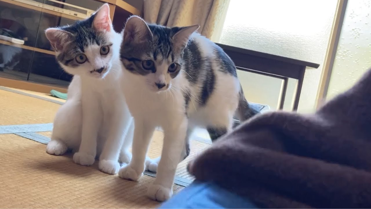 尊すぎる姉妹愛｜子猫姉妹の毎日が可愛すぎる！