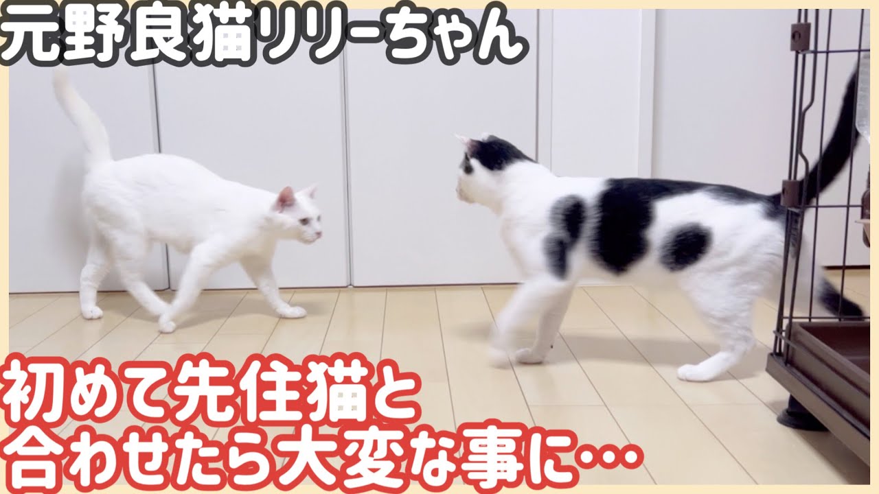【初顔合わせ】先住猫と新入り猫を初めてケージの外で合わせてみたら大変な事になりました！
