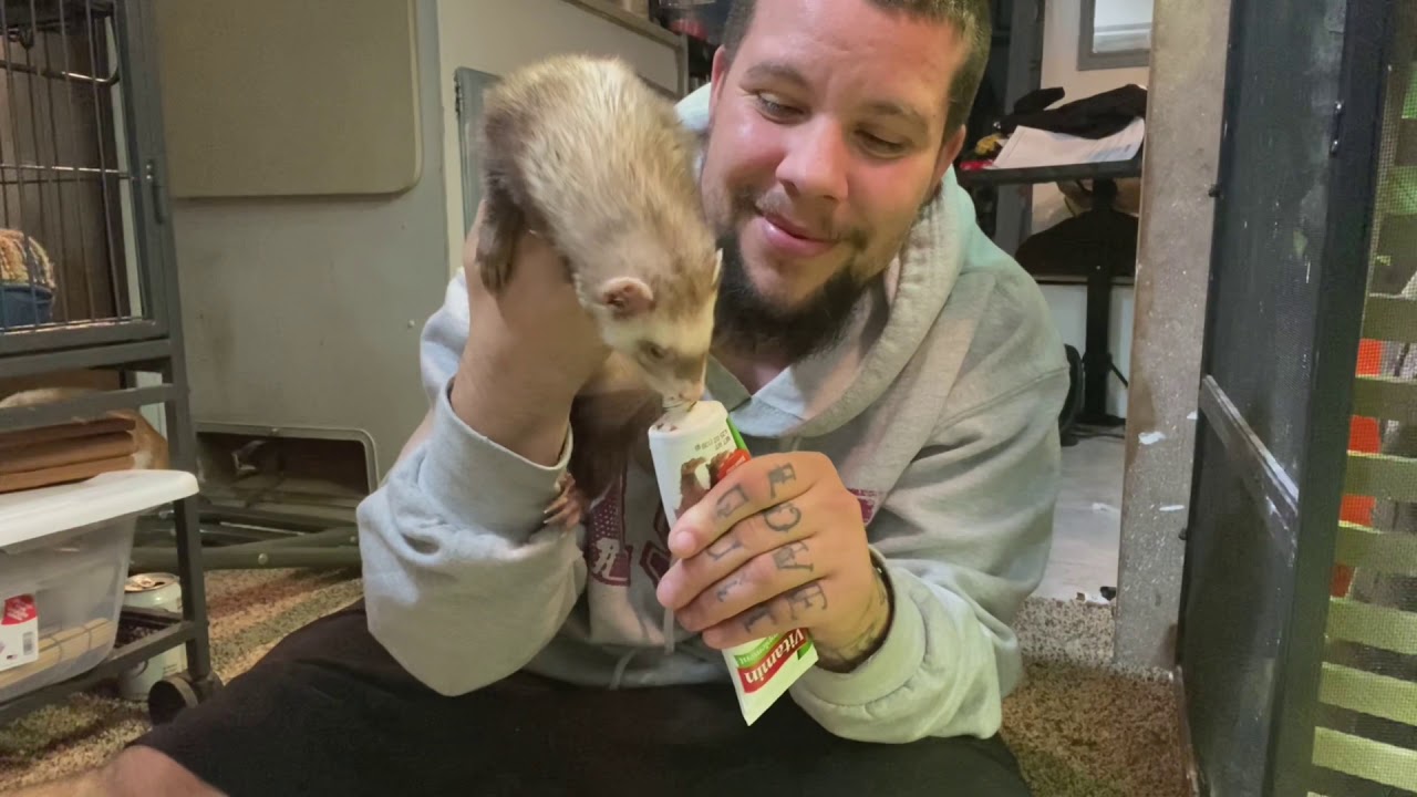 How To Cut Ferret's nails! EASY WAY... PLUS More