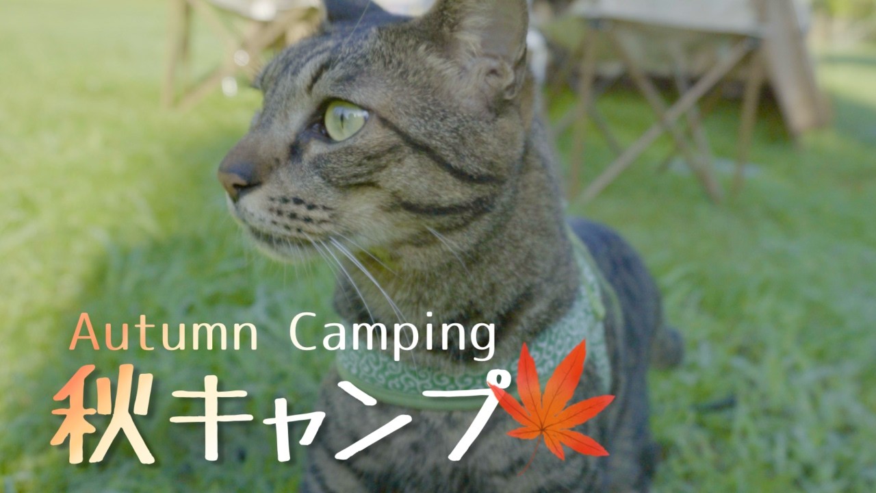 猫とキャンプ。