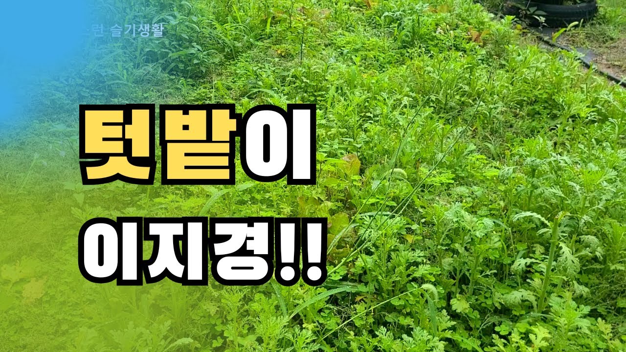 텃밭 브로콜리를 실제로 보신 적 있나요? / 잡초 제거 대책