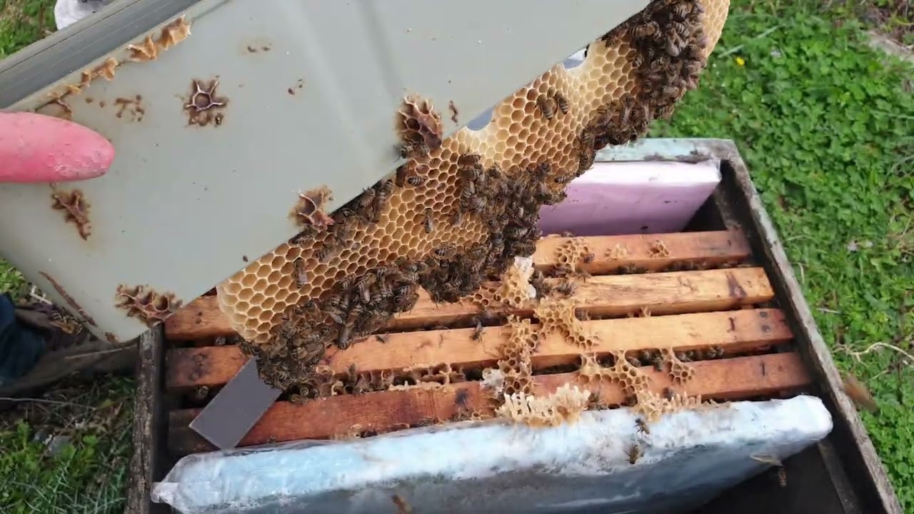 Arı ya şubat ayında ilk peteğimizi verdik arı sezonu tam anlamıyla başladı. 4 çıta bi arımız 5 oldu.