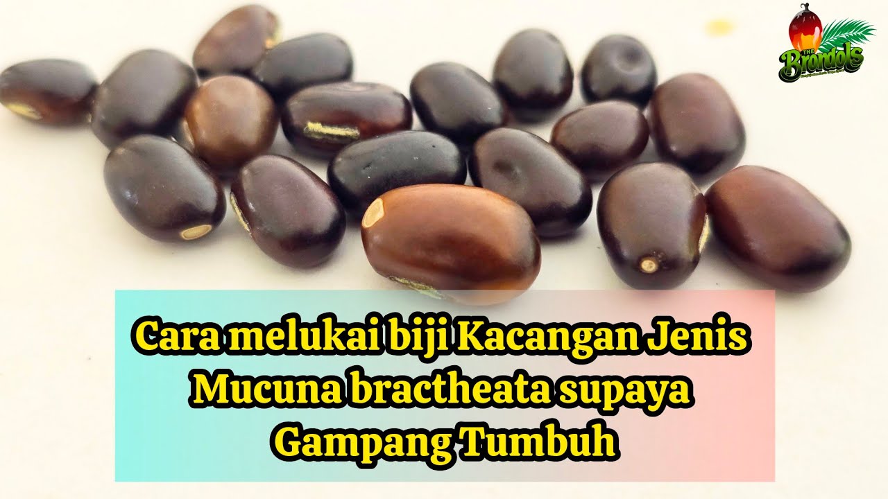 Cara melukai biji Kacangan Jenis Mucuna bractheata supaya Gampang Tumbuh