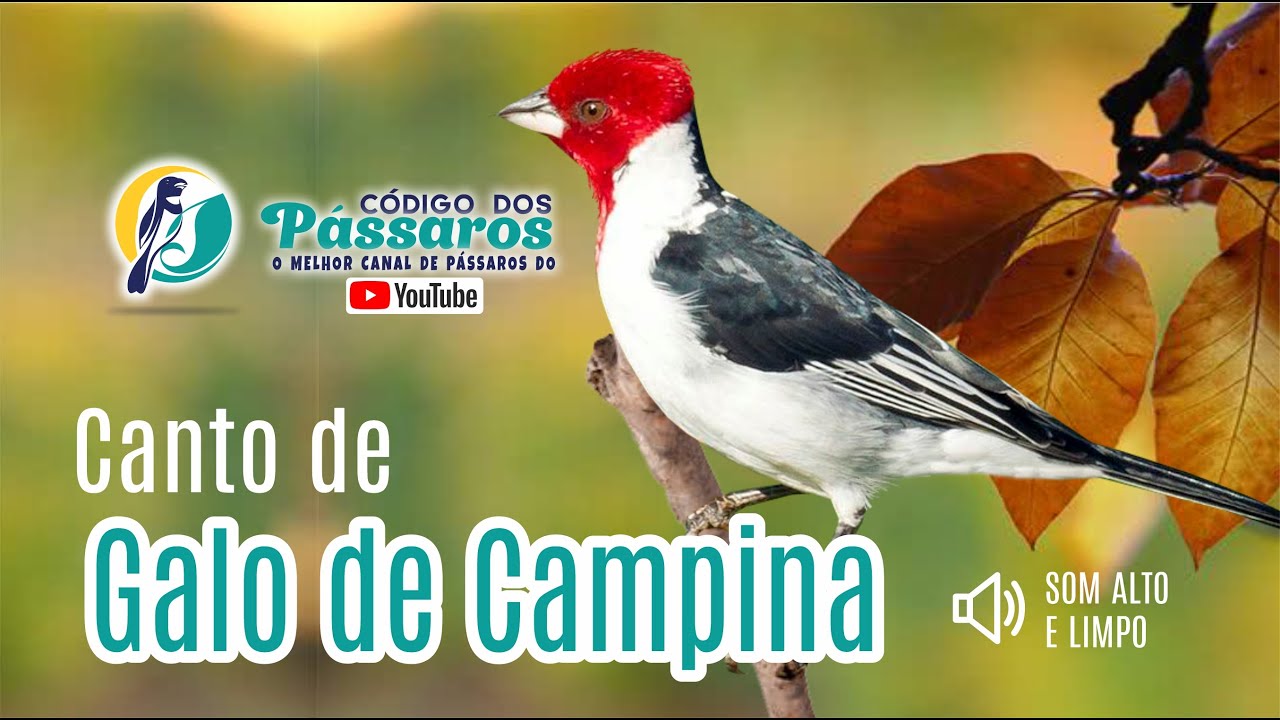Canto do Galo de Campina Selvagem