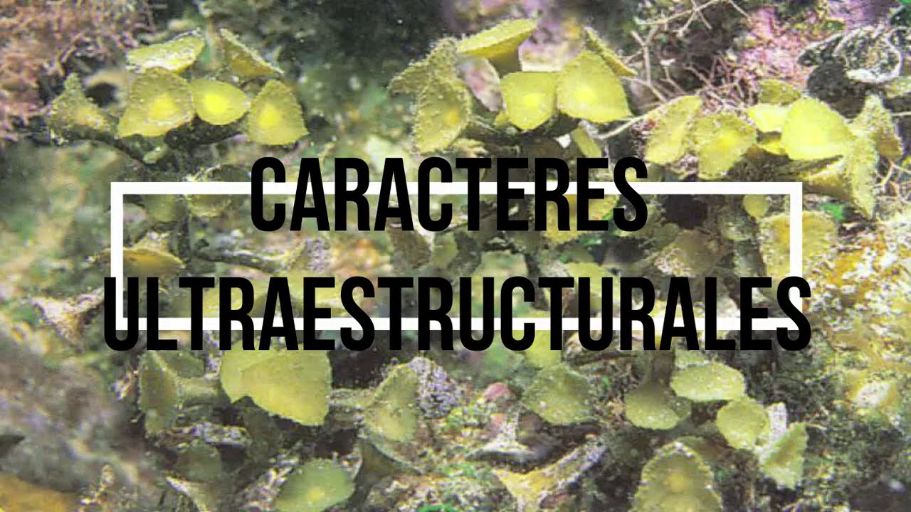 Ficología comparada: morfología de algas pardas