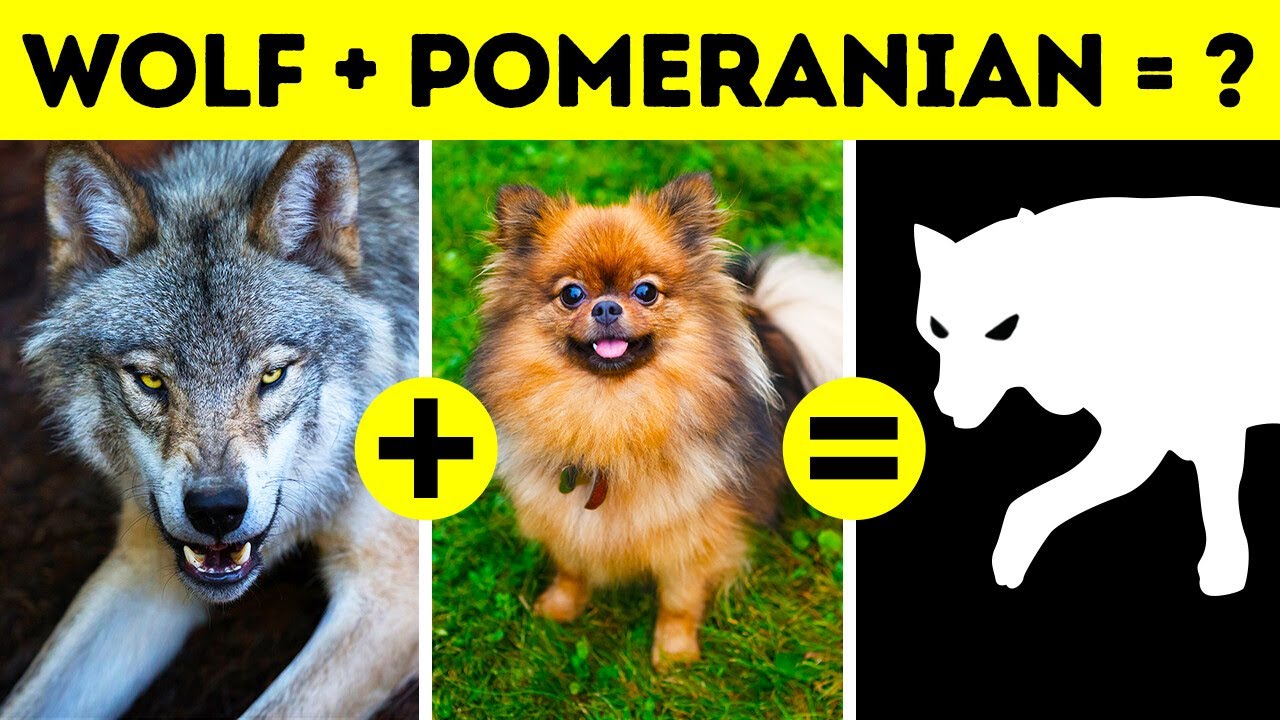 Why Dogs Look So Different from Each Other, While Cats Don't?