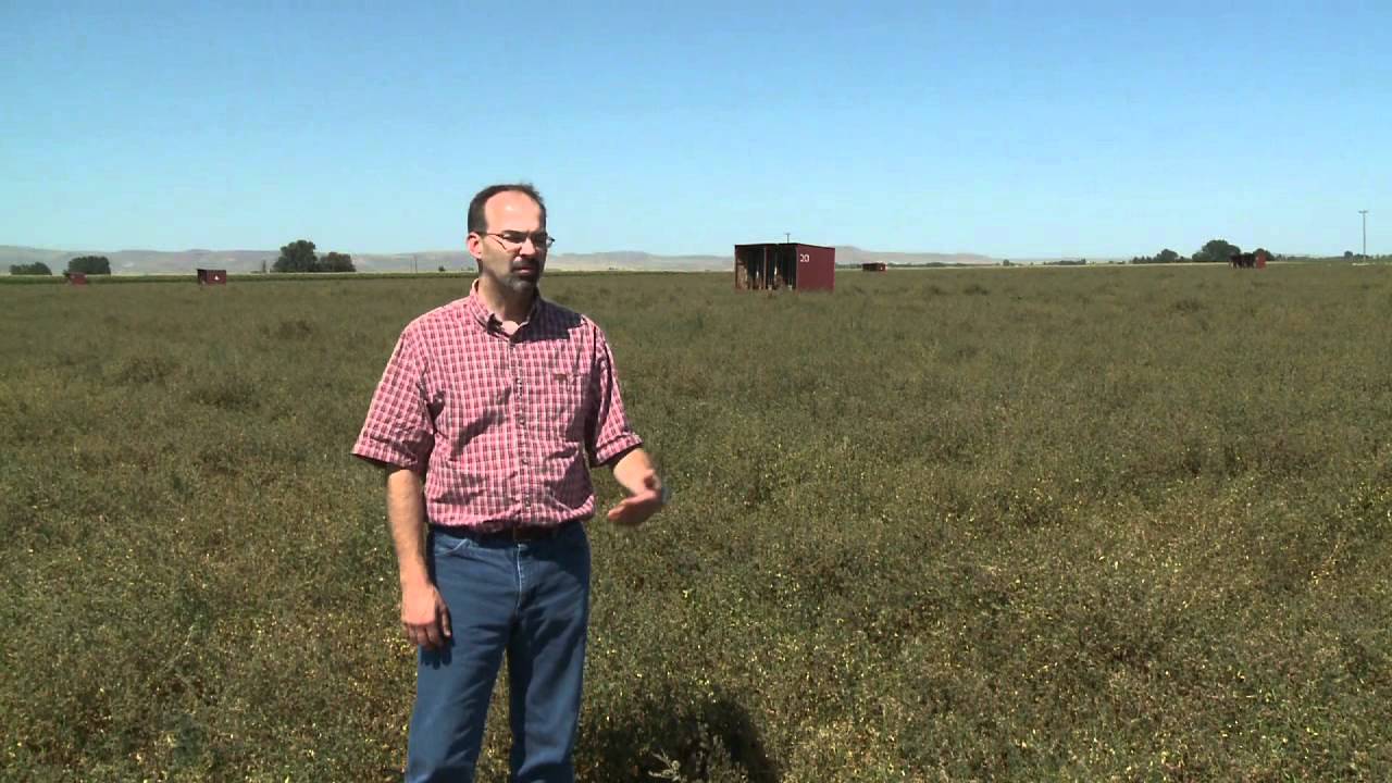 IEOSA - Alfalfa Seed 2