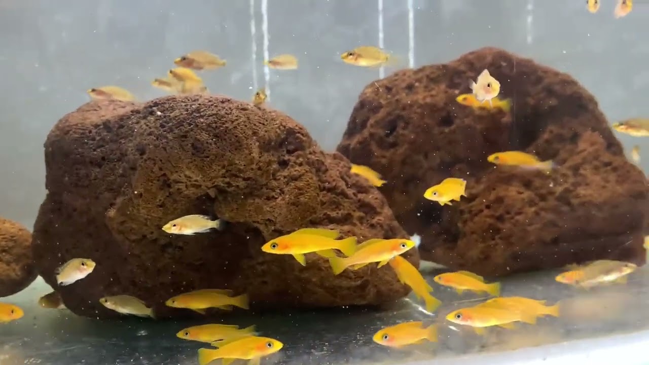 Tanganyika balık üretimi , calvus üretimi , leleupi üretimi , pulcher üretimi ,  marlieri üretimi