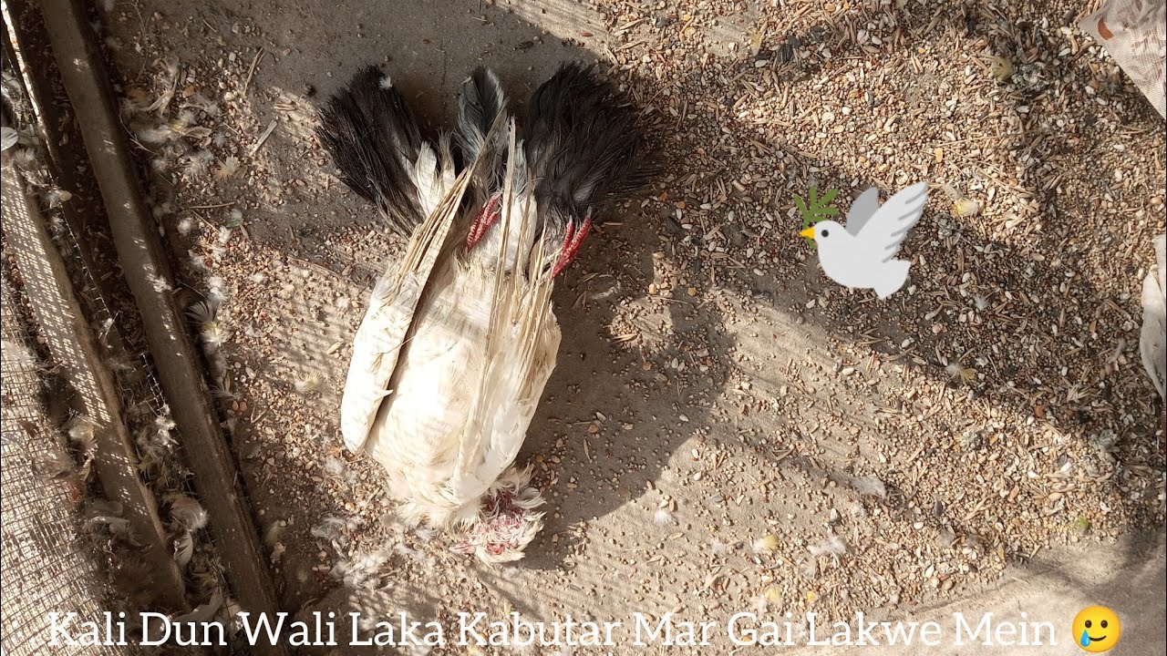 Kali Dun Wali Laka Kabutar Mar Gai| Lakwe Mein!