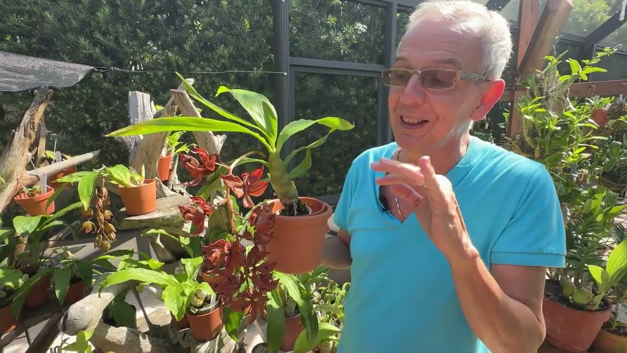 How I care for Cycnoches cooperi