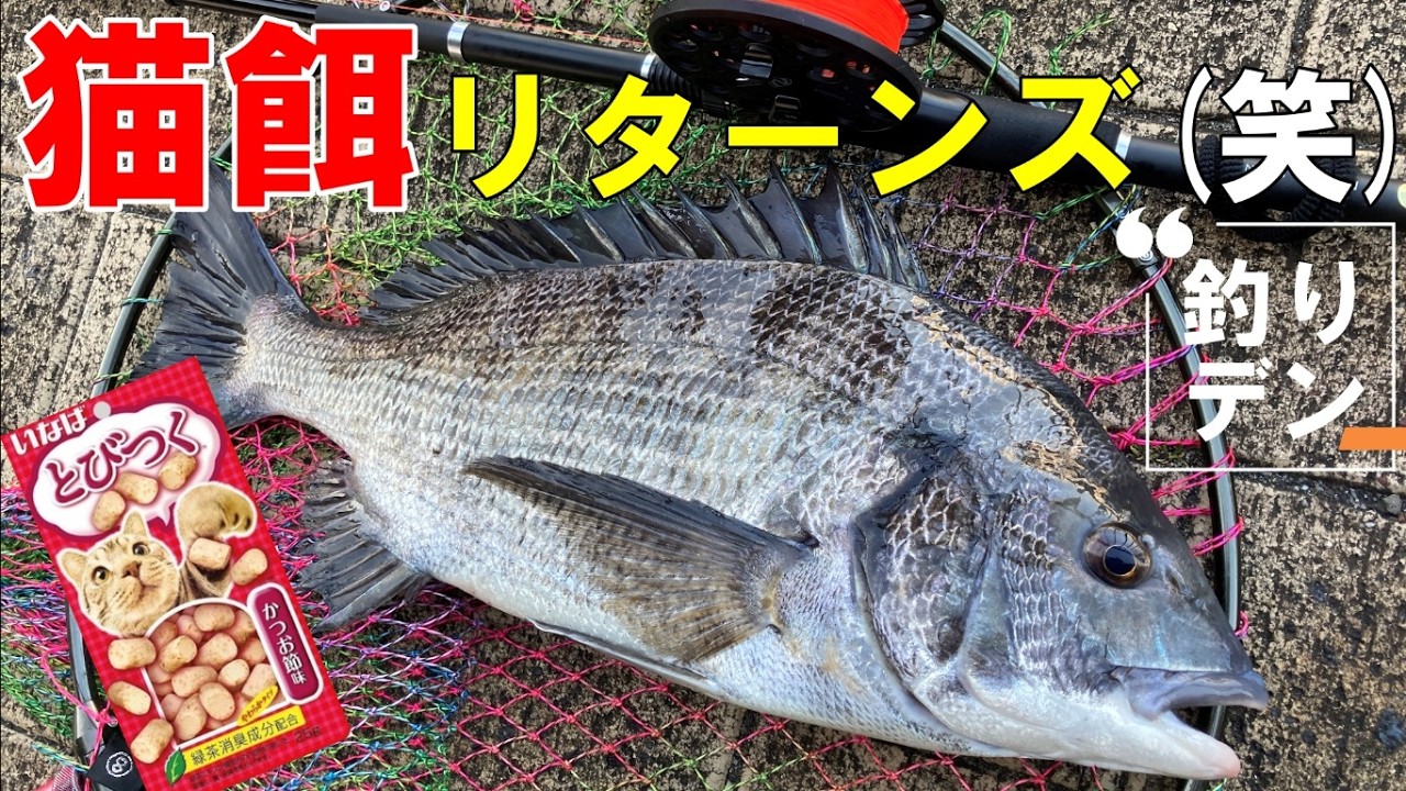 「ヘチ釣り」爆風と隅田川の早い流れの中「猫餌」で黒鯛を釣る！