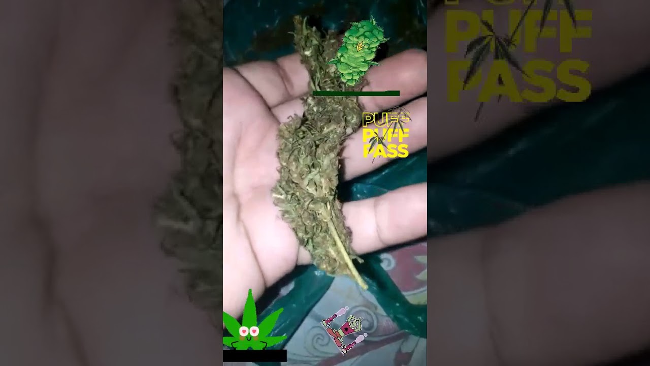 Hempad&atilde;o Maconha