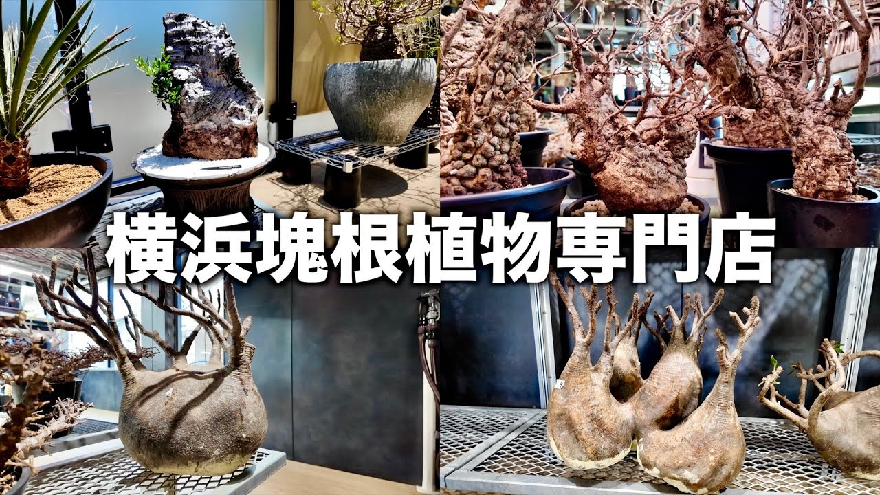 【塊根植物専門店】規格外サイズの植物ばかりで驚きました｜KANIK