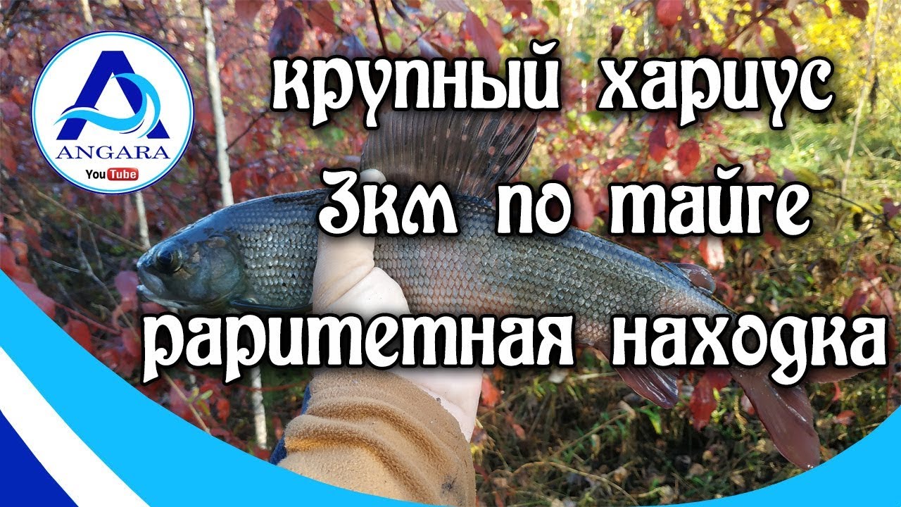 Рыбалка. Хариус. Идем три километра по тайге. Иркутск. Angara.