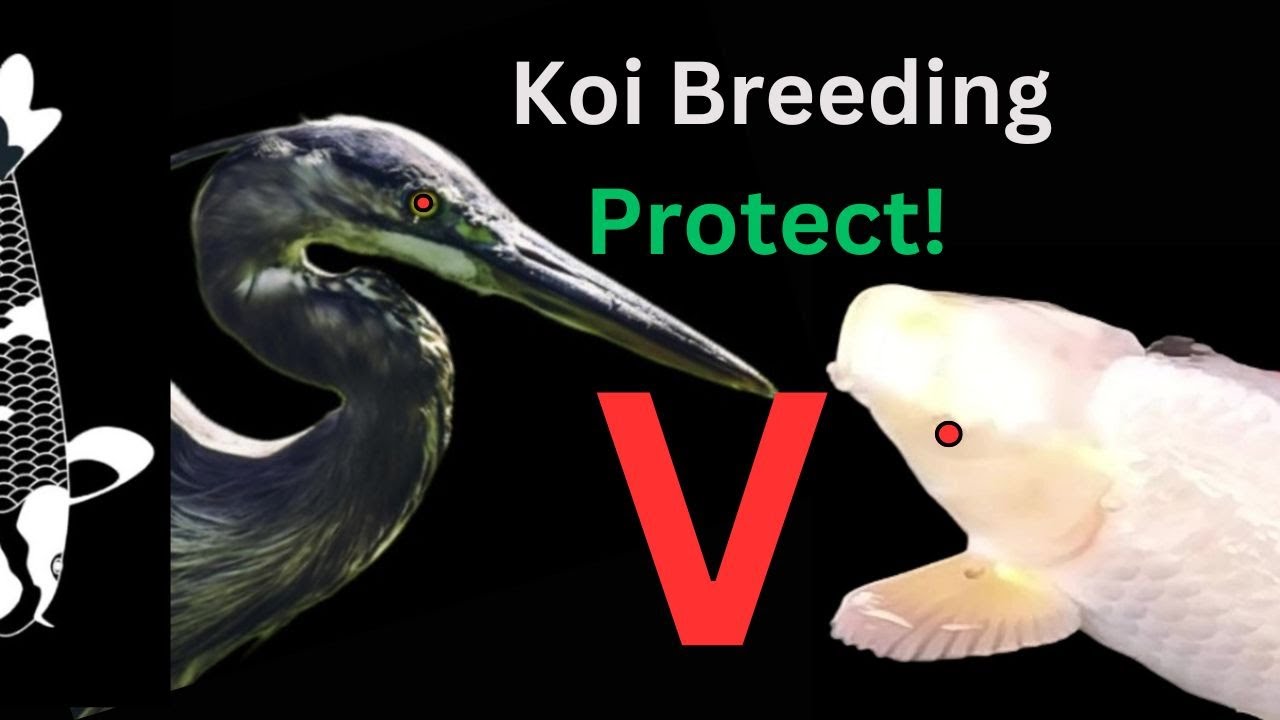 PROTECT Your Koi Fish Pond from Heron Attacks with This Simple System!