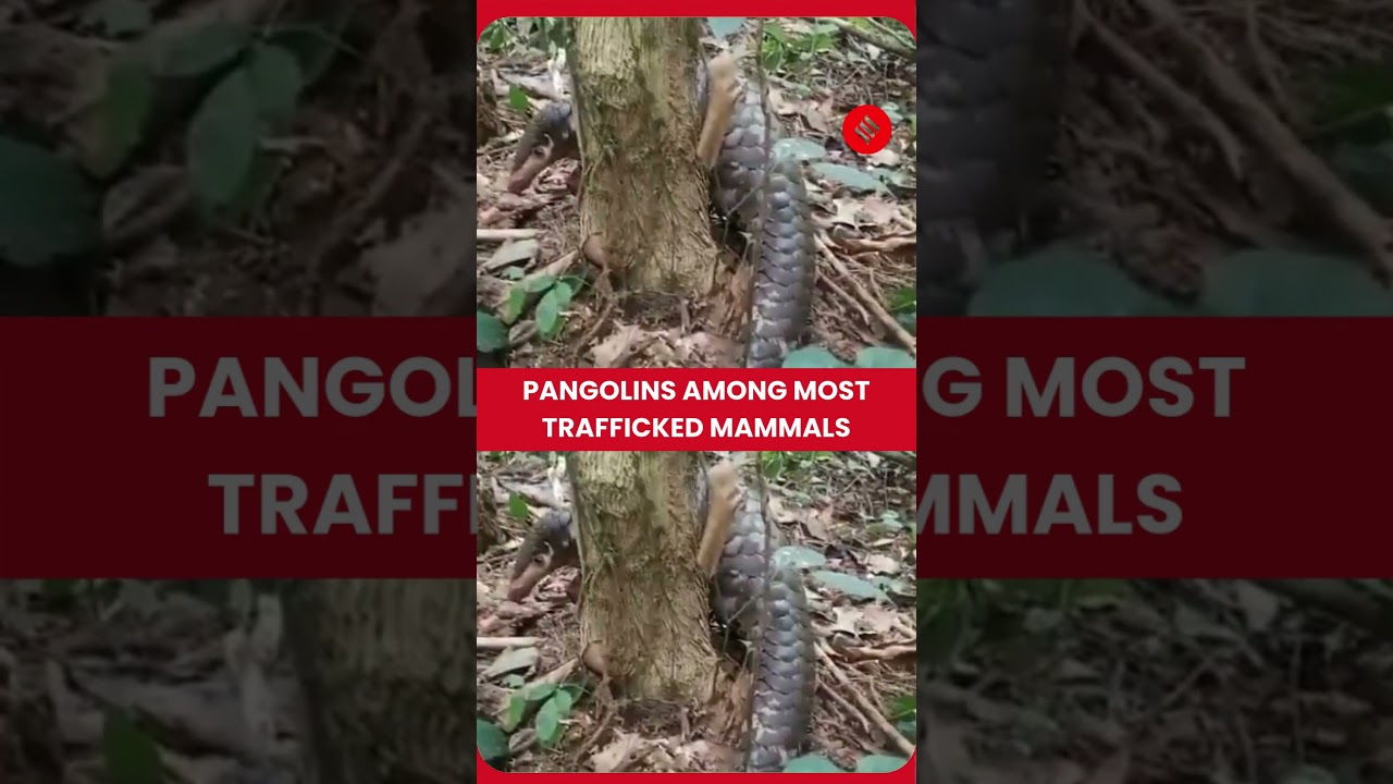 World Pangolin Day Highlights Threat from Illegal Wildlife Trade