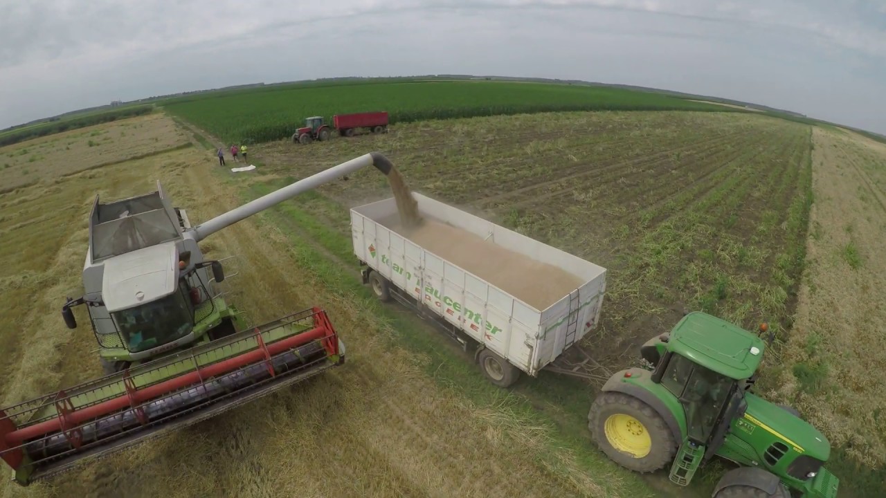 Claas Lexion 560 (vršidba žita) GoPRO 4K