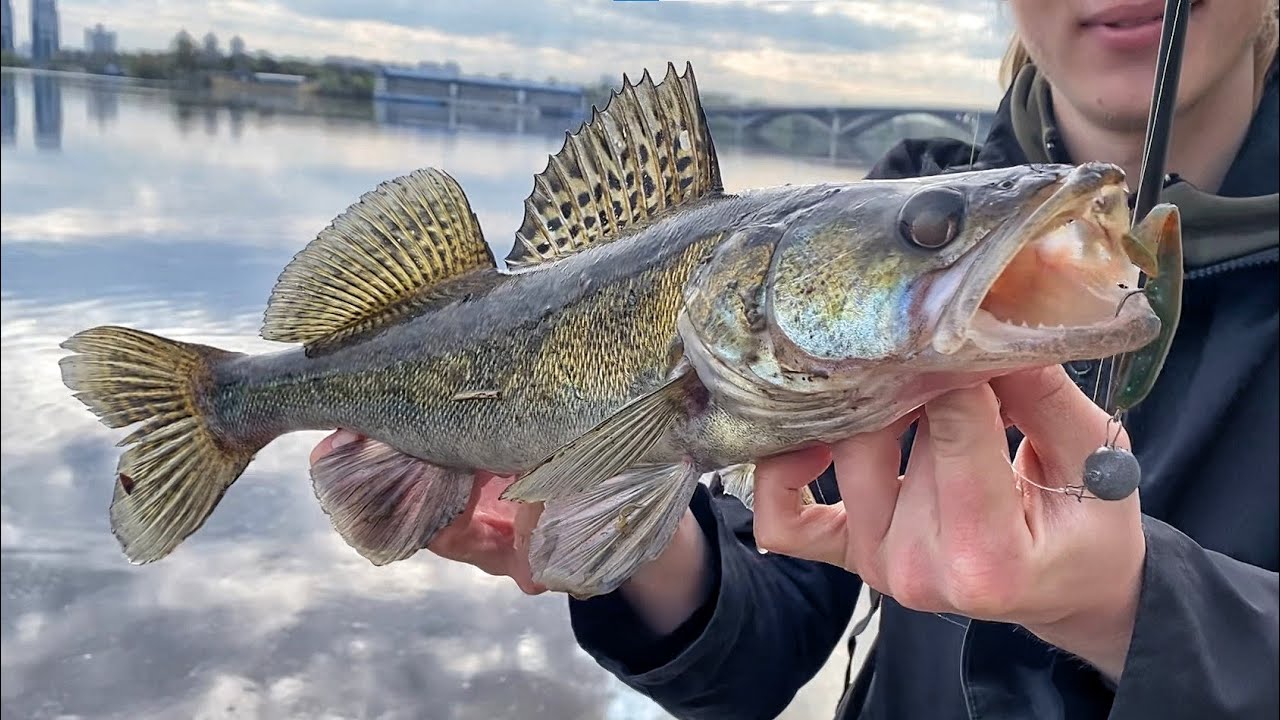 СУДАК на Набережній. Streetfishing по високій воді