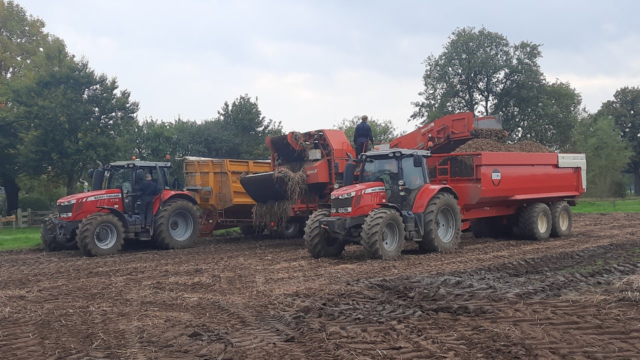 aardappelen rooien 2021 met Dewulf RA 3060 en Masseyferguson 7718, 6614, 7485