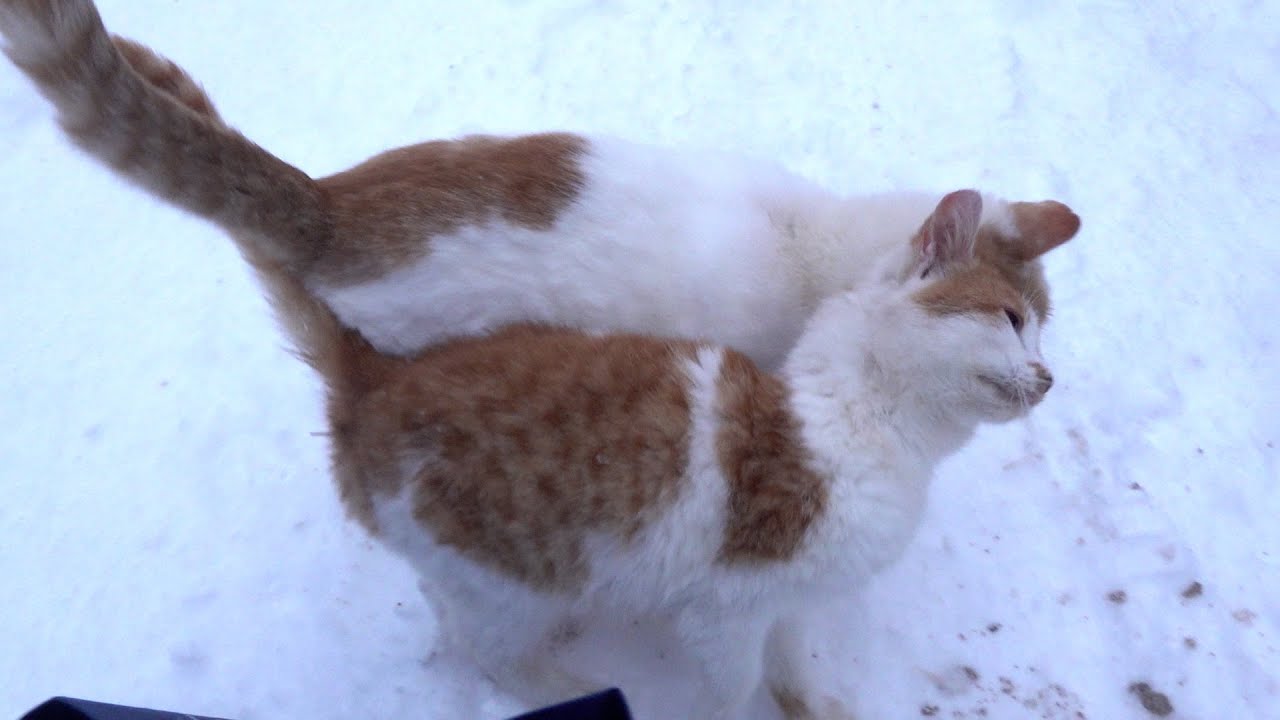 Friendly cats love each other