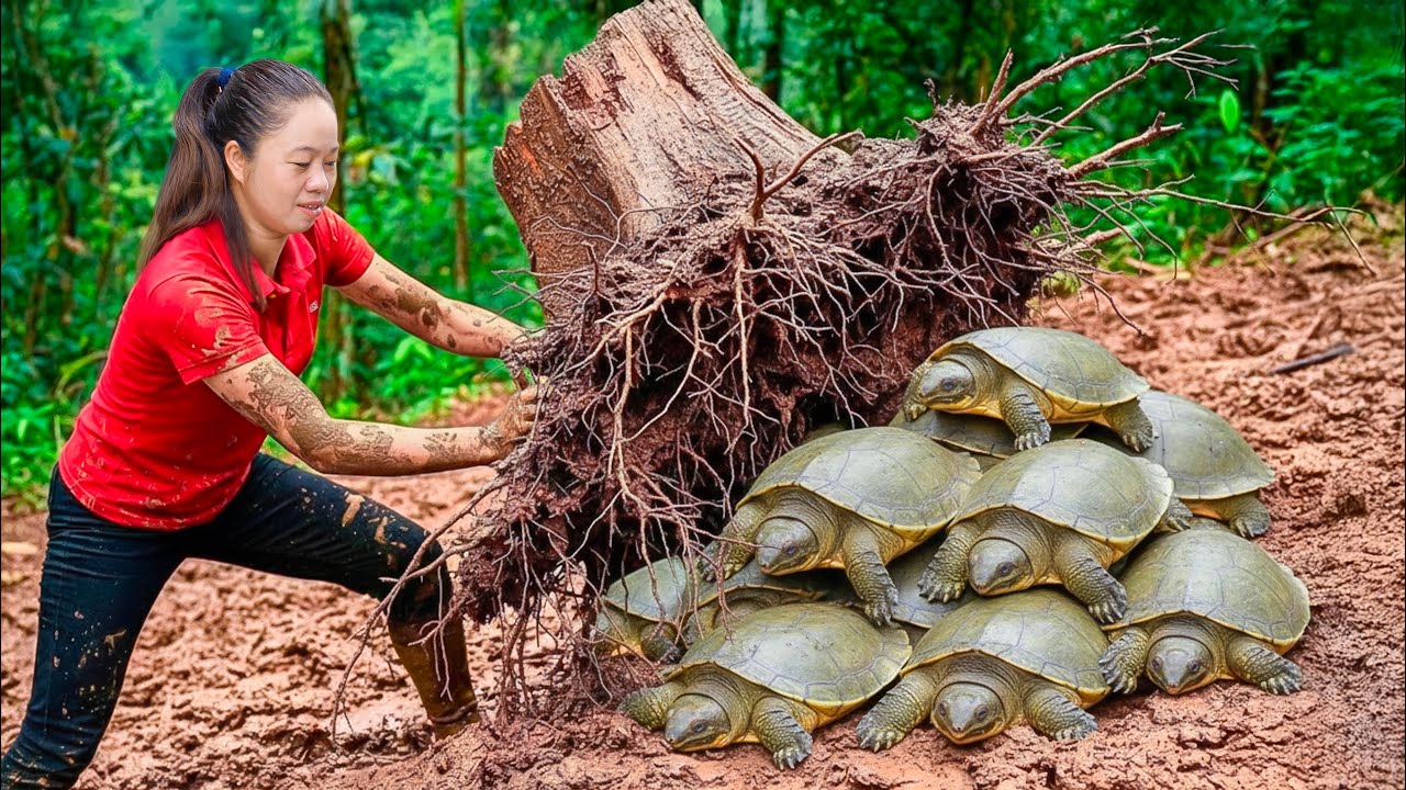 Catching 3000+ Tree Root Turtle & Goes to Sell at the Market, massive attack on turtle and frog nest