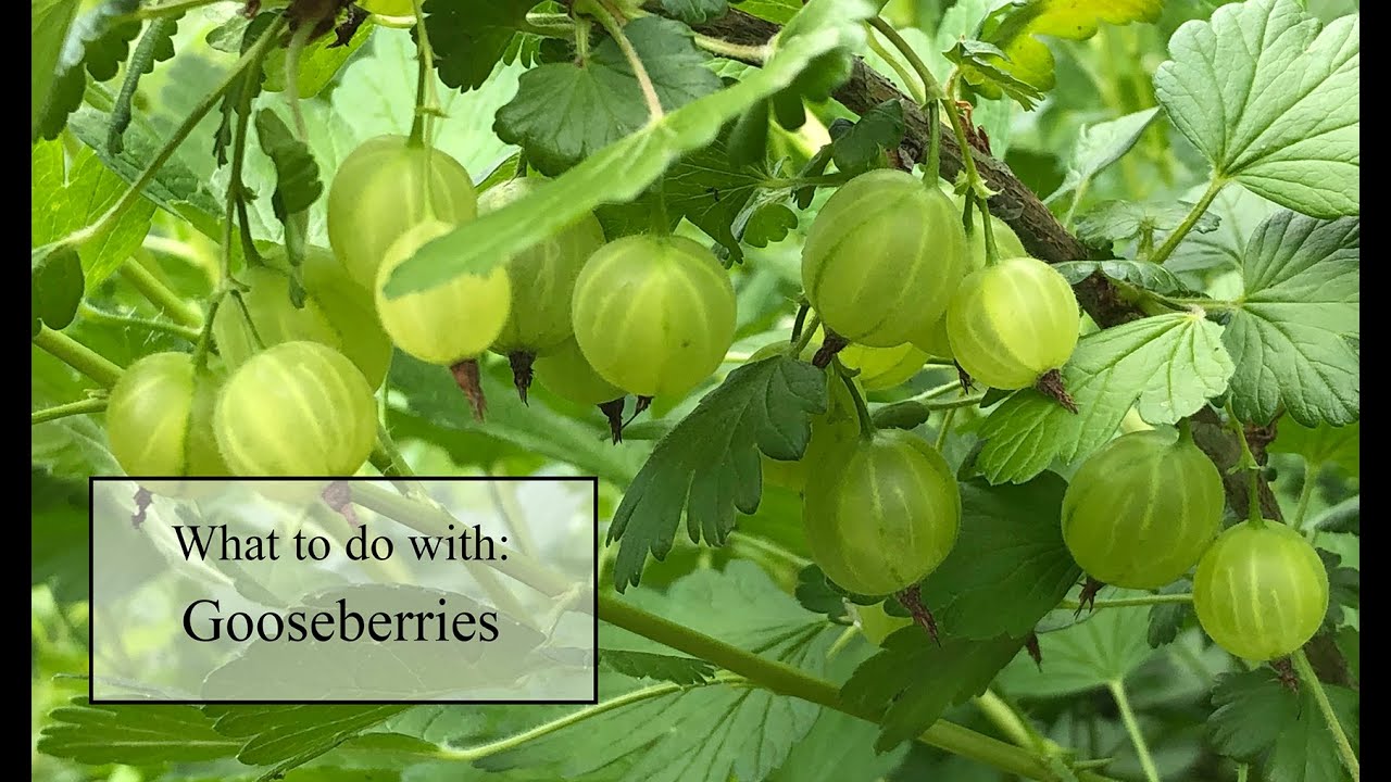 All about gooseberries and what to do with them