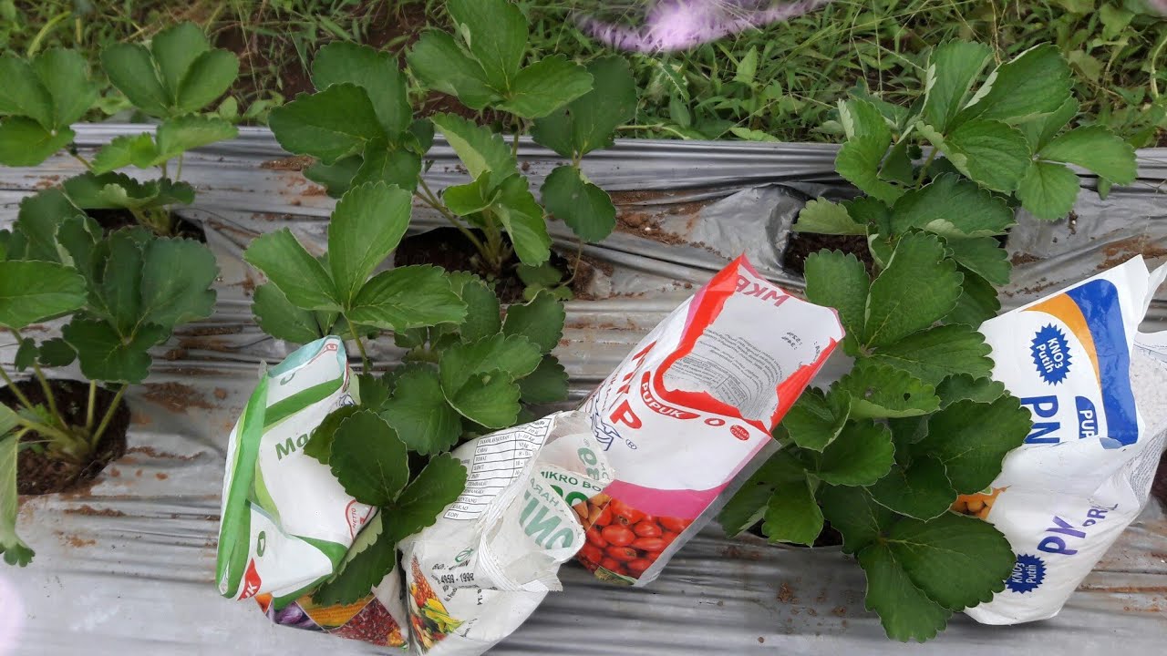 4 PUPUK AMPUH STRAWBERRY CEPAT BERBUAH LEBAT DAN BESAR