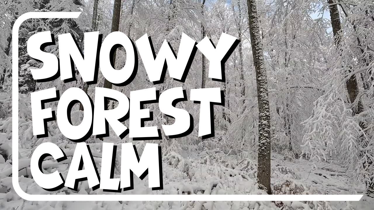 🌨️Snowy Forest Calm🌨️