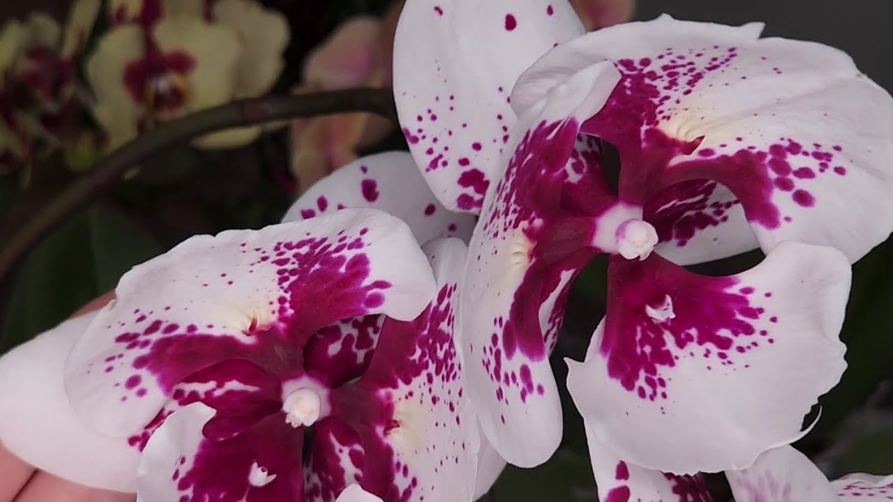 Самые-самые орхидеи в одном видео🥰🌷
