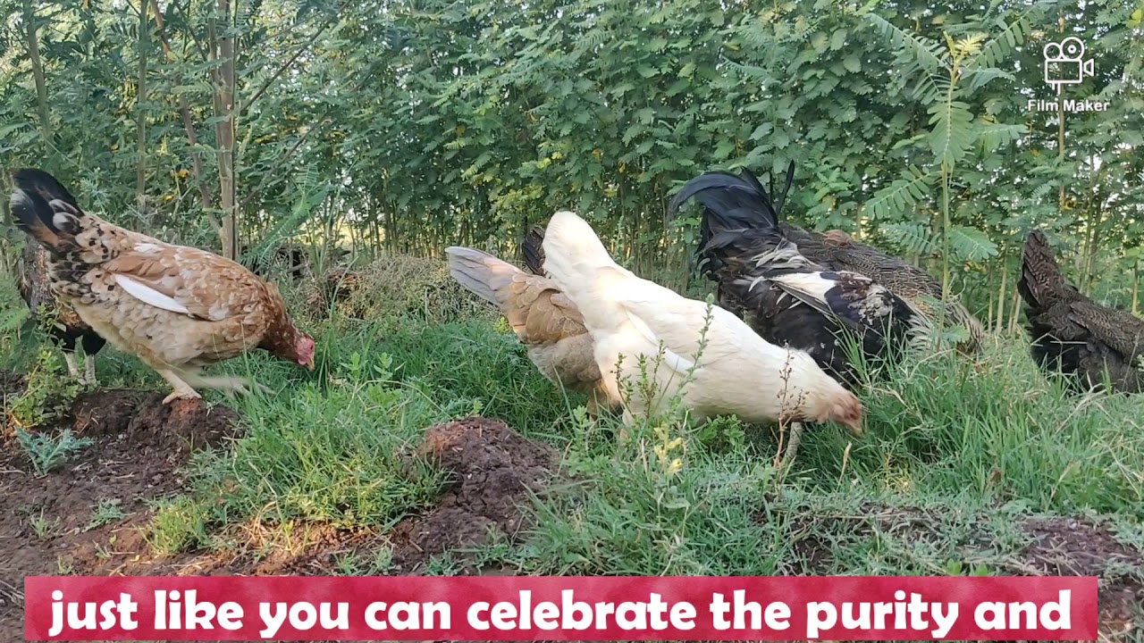 Pure Desi Free Range Eggs