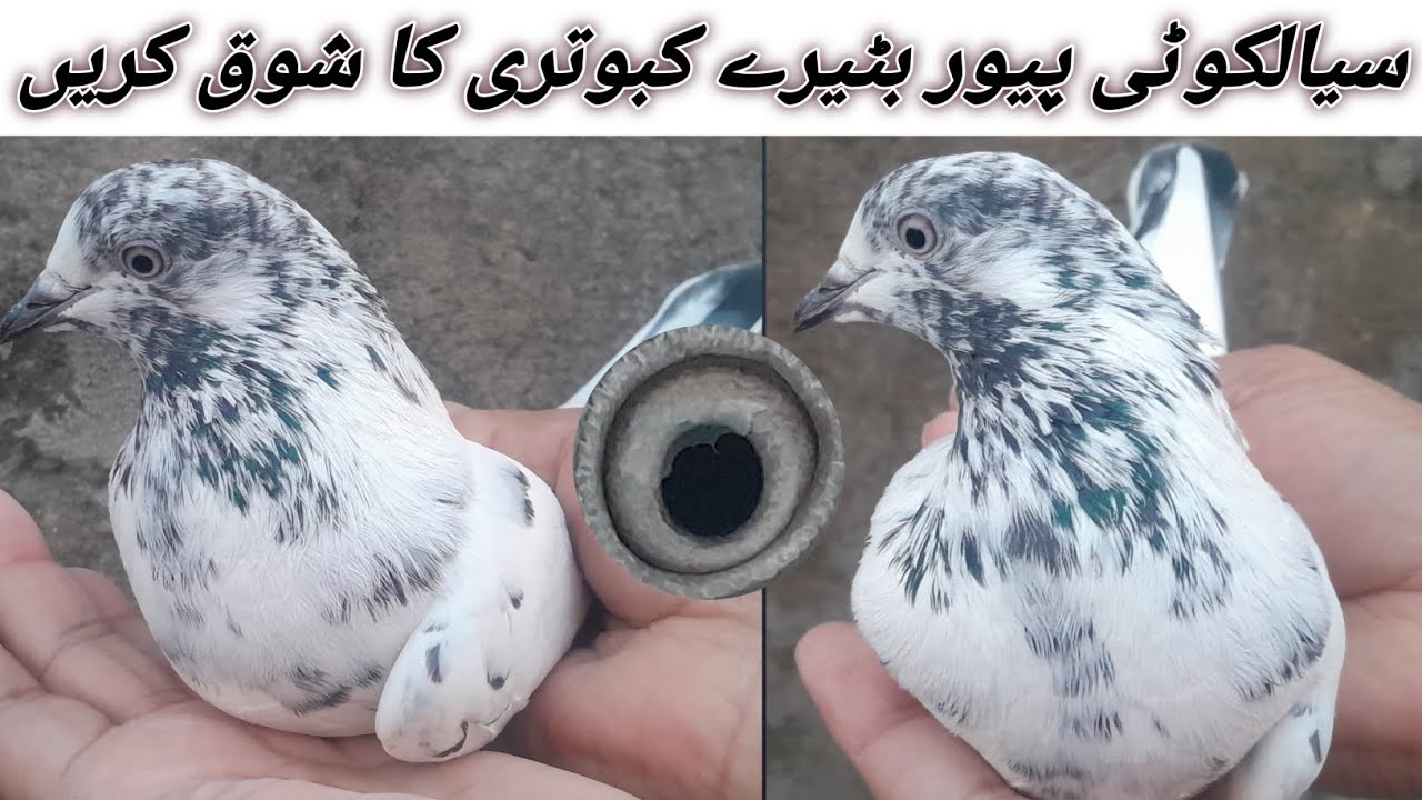 سیالکوٹ بٹیرے کبوتروں کا شوق کریں گے اور بہت ہی لیول کی مادی ہے