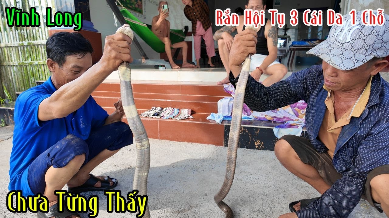 Hội Tụ Rắn Hổ Mang 1 Chỗ Lột 3 Lớp Da Chưa Từng Thấy | Mười Thương Săn Bắt