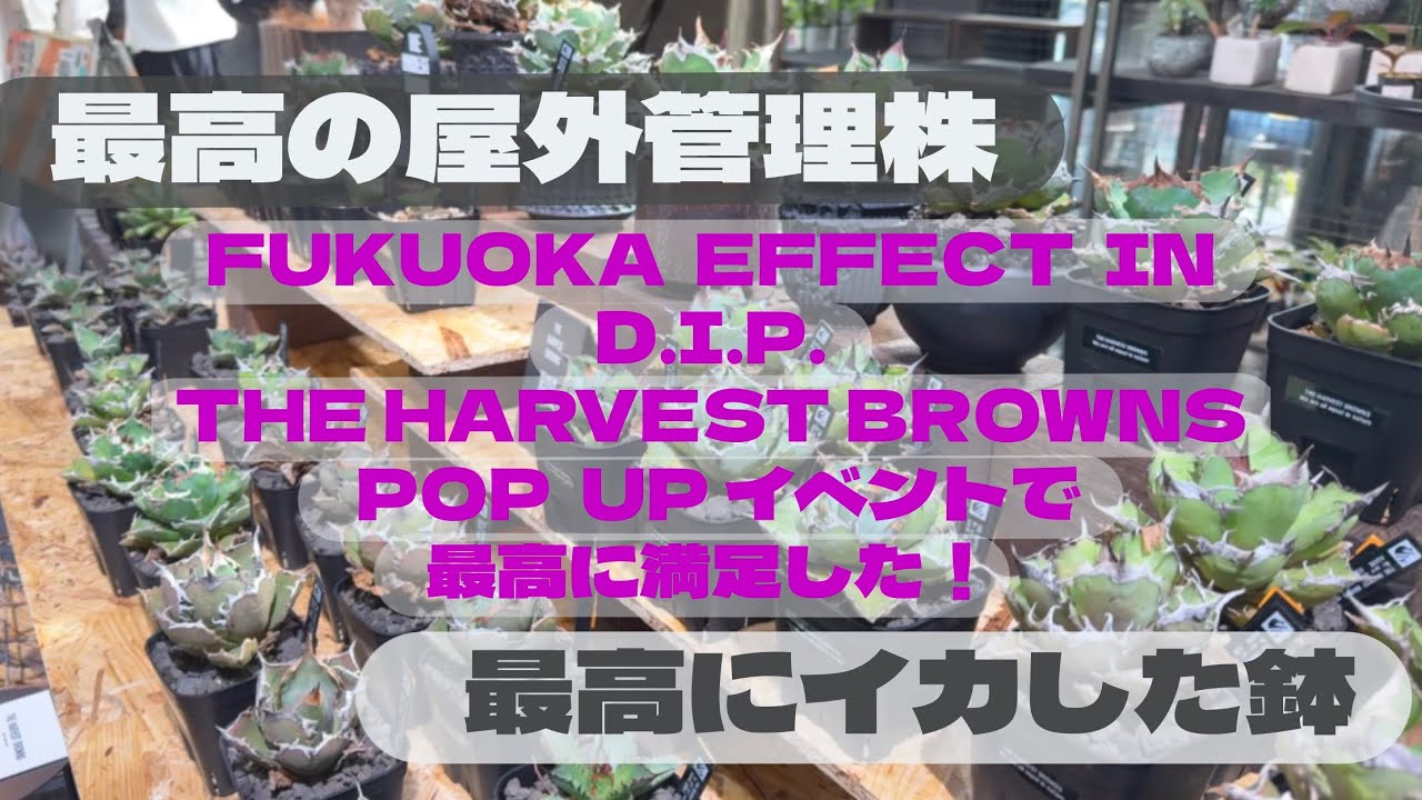 #29【植物イベント】福岡最大級の園芸店FUKUOKA EFFECTで開催されたD.I.P.&THEHARVEST BROWNSのPOPUPイベントでテンション爆上げ‼︎