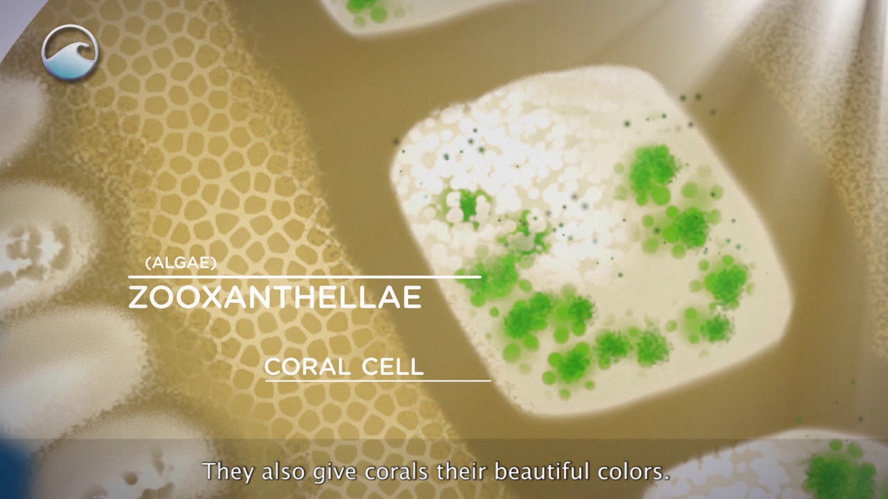 The Coral and the Algae