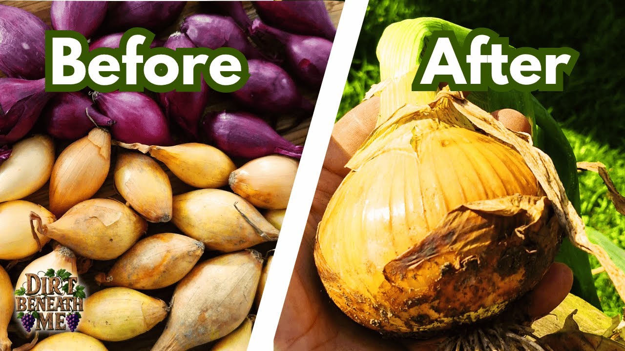 Planting Onions | From Bulb to Harvest