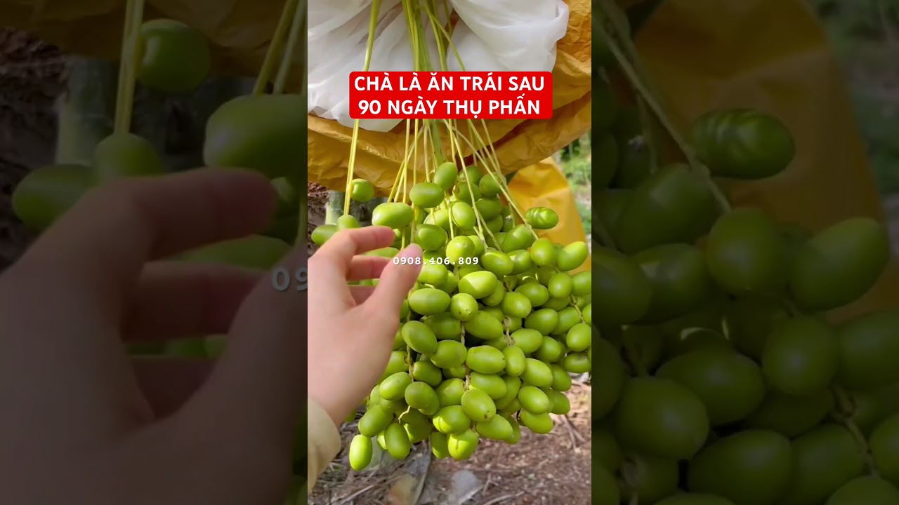 Ch&agrave; l&agrave; ăn tr&aacute;i sau 90 ng&agrave;y thụ phấn #chalaantrai #chalatrungdong #chalanhapkhau #chalamo #giongchala