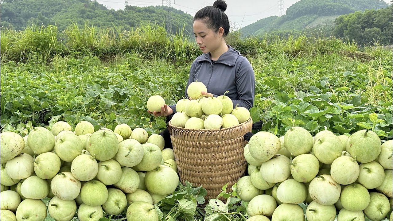 Harvest white melon garden to bring to the market to sell - gardening