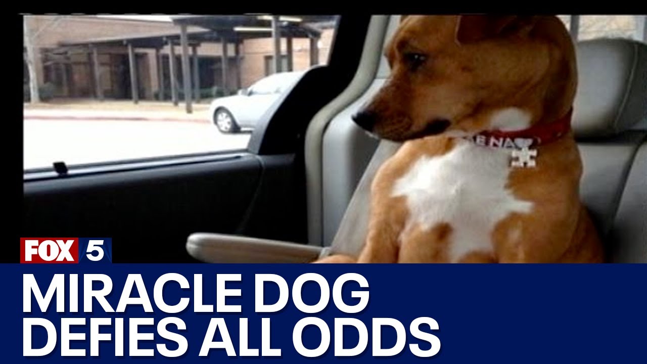 Amazing Story: Miracle dog now helping local child | FOX 5