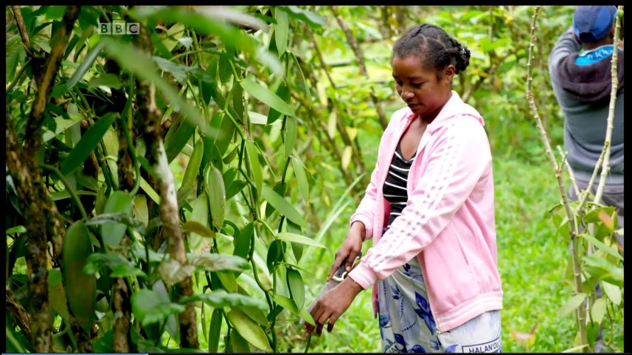 Kilimo cha zao la vanilla nchini Madagascar