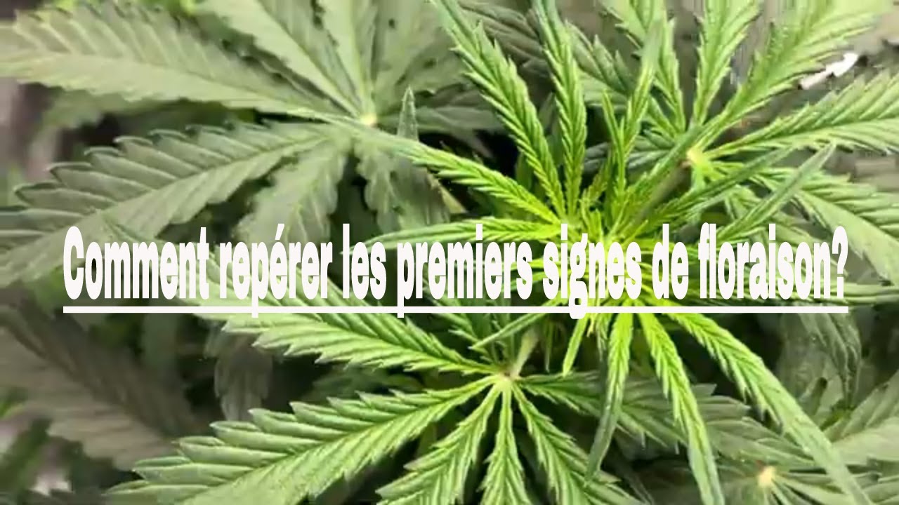 JACK HERER AUTO - EPISODE 10 - COMMENT REPERER LES PREMIERS SIGNES DE FLORAISON