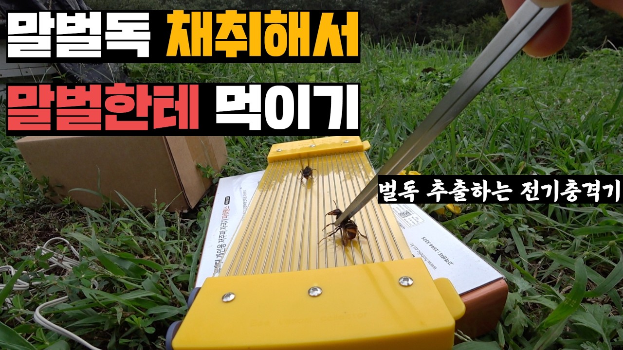 말벌한테 독만 빼내서 친구 말벌한테 먹이기(feat.유치원 토종벌)