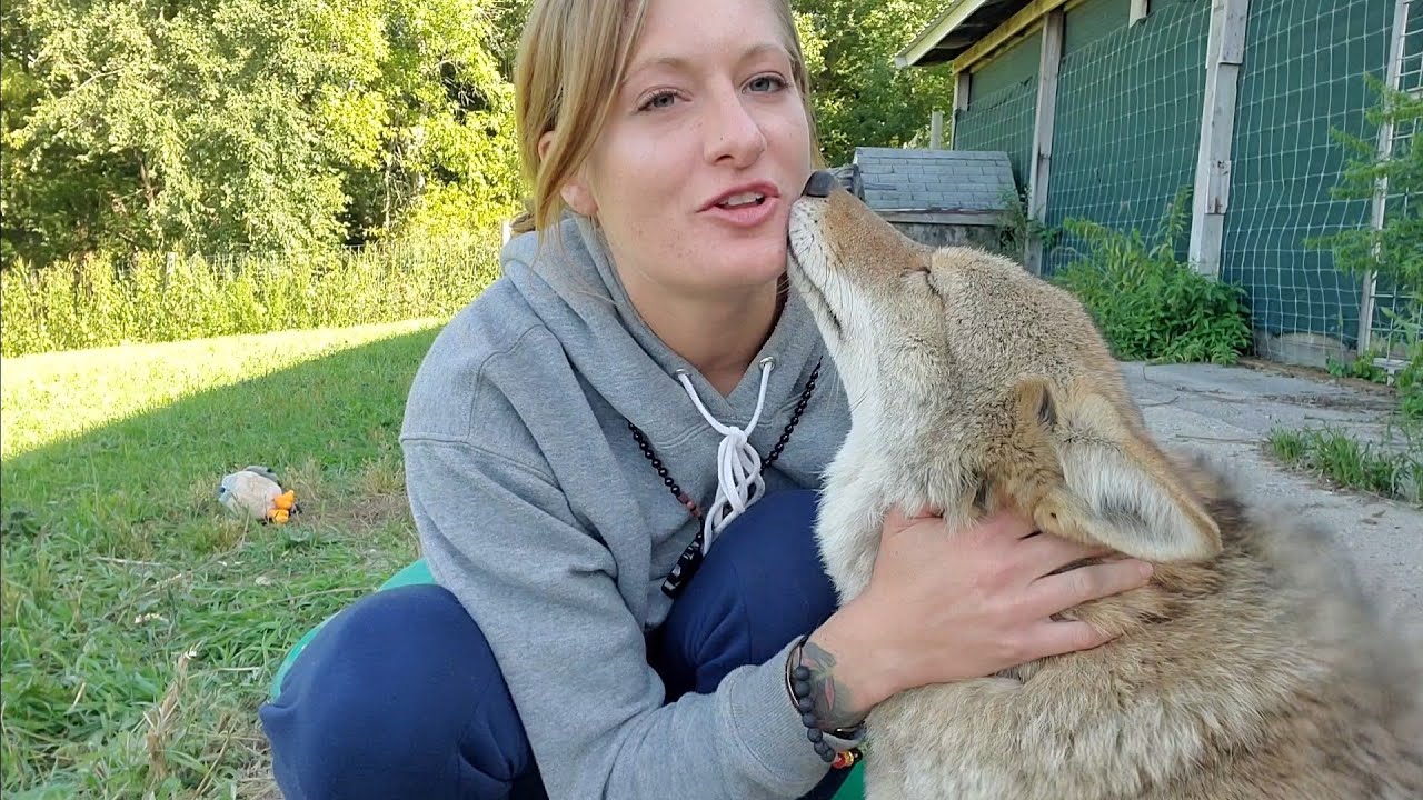 Dakota Coyote Education!