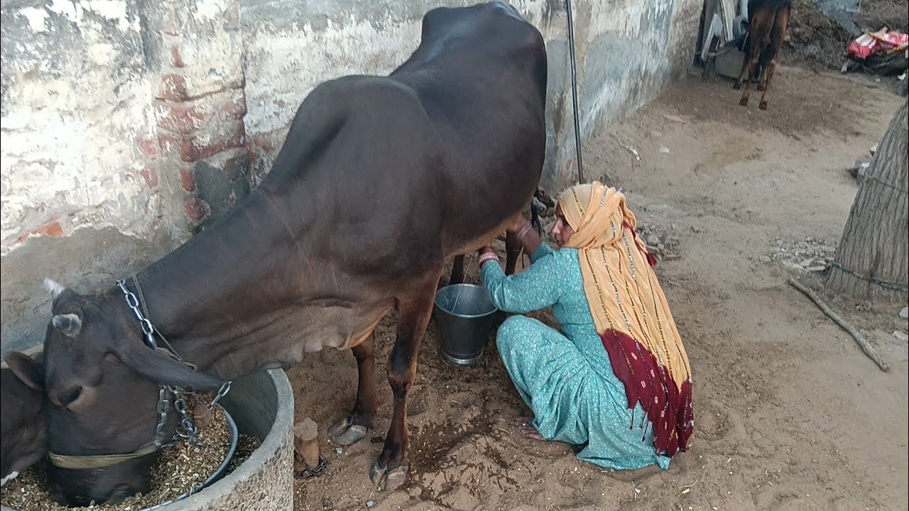 Gay ka dudh🐄🐄