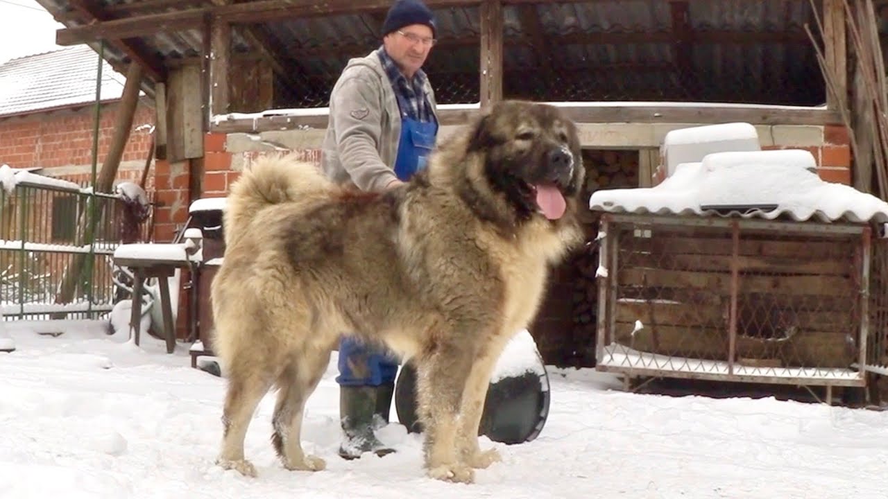 PROTOTYPE OF BIG DOG