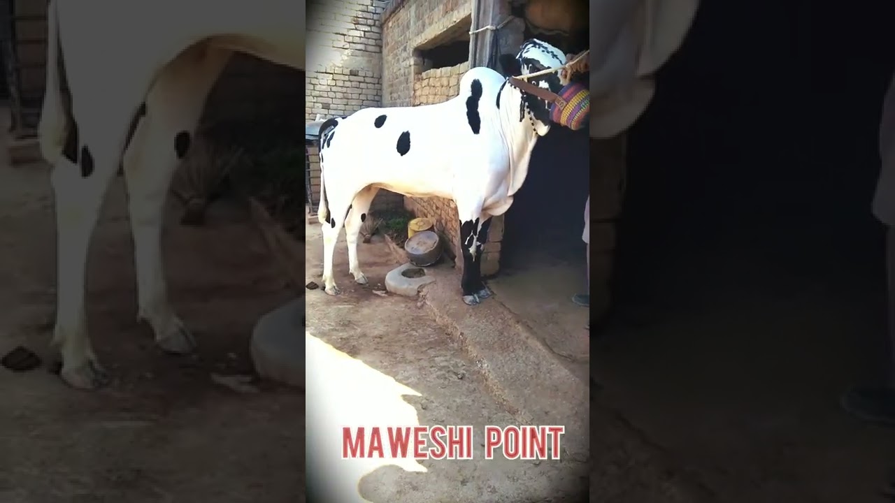 #fathjangi bull#short# maweshi point